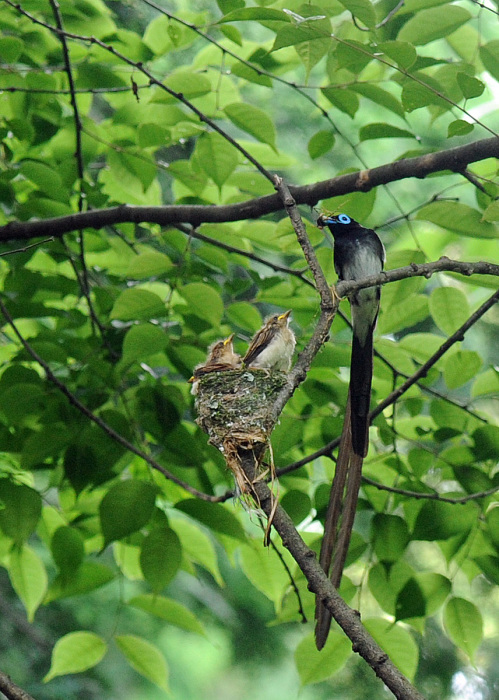 サンコウチョウ_d0290240_09230779.jpg