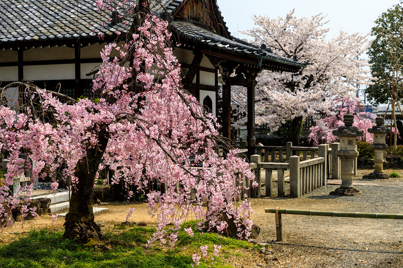 桜咲く京都2018　上品蓮台寺の桜たち_f0155048_23552822.jpg