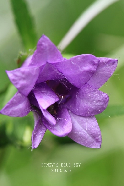 c0145250_10363460.jpg