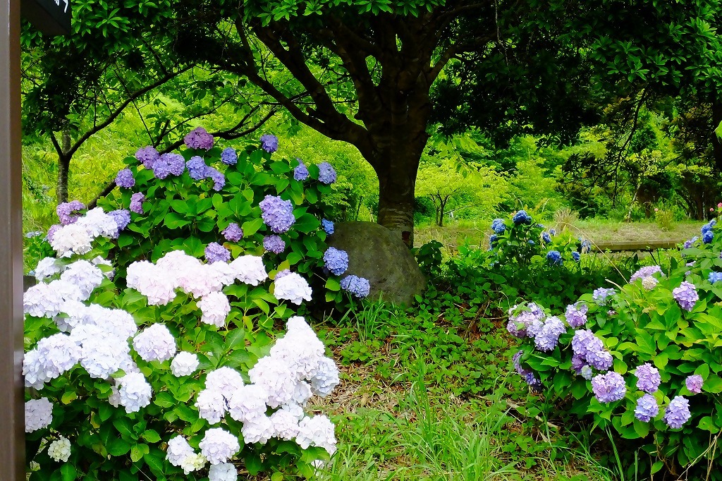 湖畔の紫陽花を見に・・　　（３）_b0236251_11100230.jpg