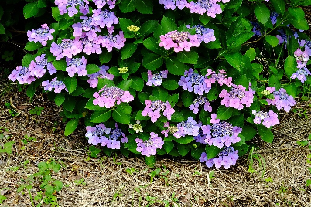 b0236251_11290760.jpg