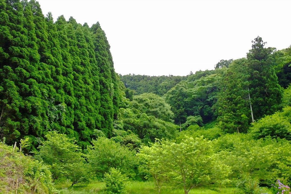 湖畔の紫陽花を見に・・　　（３）_b0236251_11301723.jpg