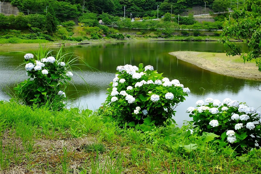 湖畔の紫陽花を見に・・　　（３）_b0236251_11314627.jpg