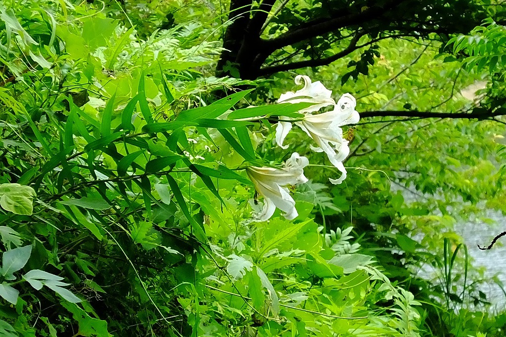 湖畔の紫陽花を見に・・　　（３）_b0236251_11520473.jpg