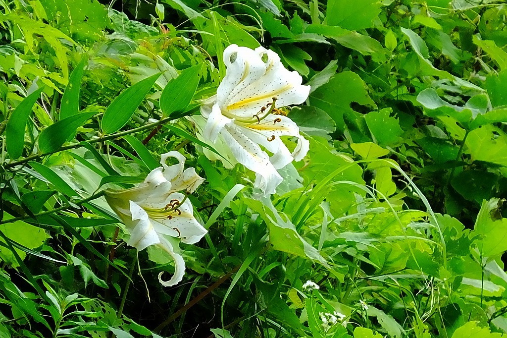 湖畔の紫陽花を見に・・　　（３）_b0236251_11520873.jpg