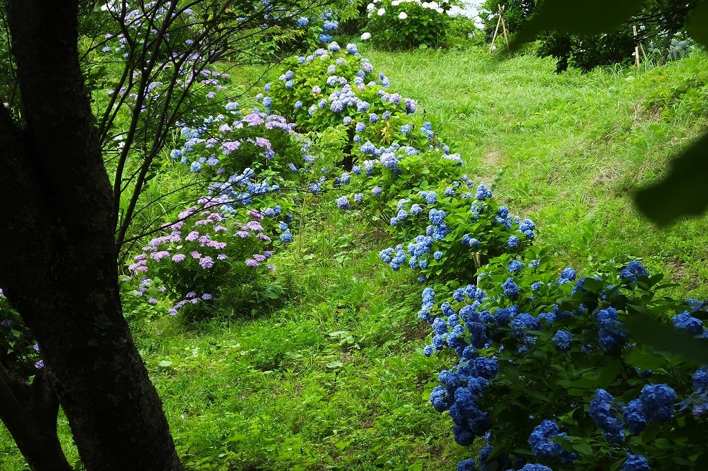 湖畔の紫陽花を見に・・　　（３）_b0236251_11531633.jpg