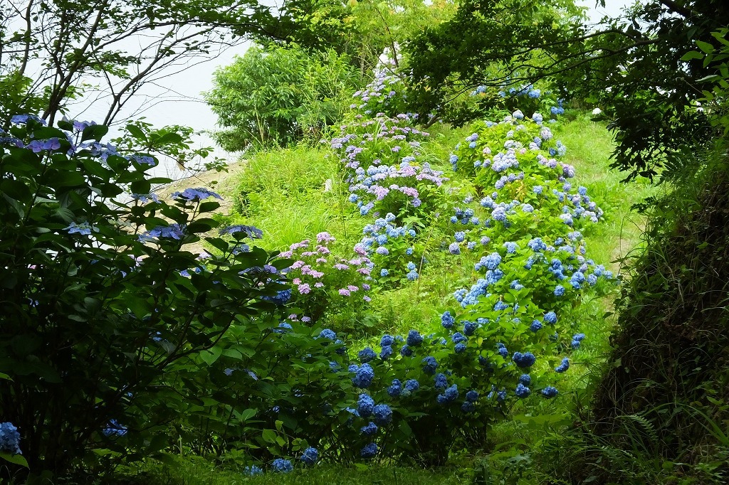 湖畔の紫陽花を見に・・　　（３）_b0236251_11532099.jpg