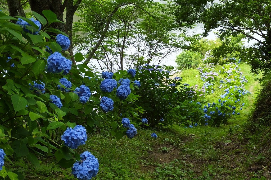 湖畔の紫陽花を見に・・　　（３）_b0236251_11532486.jpg