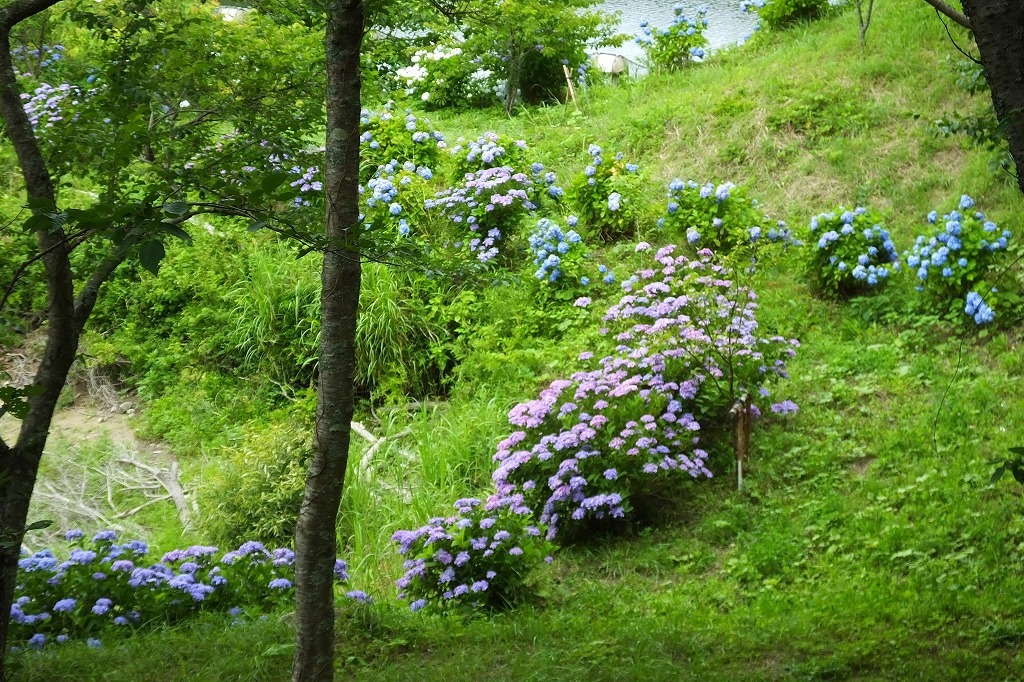 湖畔の紫陽花を見に・・　　（３）_b0236251_11532747.jpg