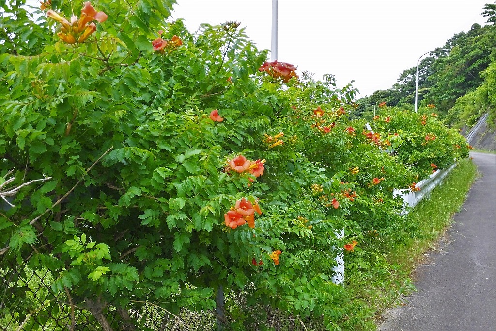 湖畔の紫陽花を見に・・　　（３）_b0236251_11565312.jpg