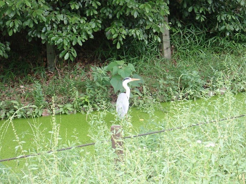 仁徳天皇陵の陪塚など小型古墳を見る 　～百舌鳥古墳群を歩く（２）_f0140054_09041605.jpg