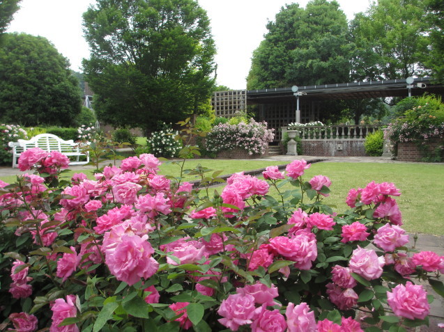 花フェスタ記念公園‘春のバラまつり’2018_a0243064_18551679.jpg