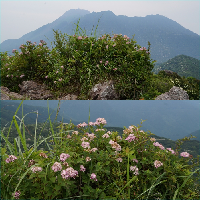 九千部岳登山＆虚空蔵山山麓の花散策。_f0016066_635070.jpg