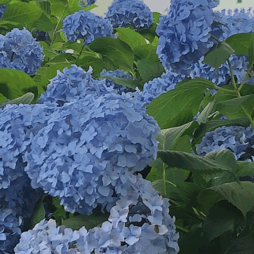 b0325867_21571971.gif