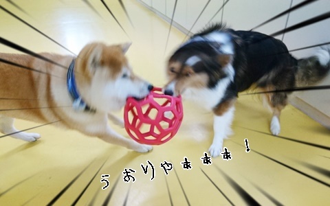 ボール争奪戦!!_f0357682_11590548.jpg