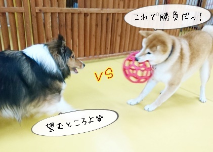ボール争奪戦!!_f0357682_11592092.jpg
