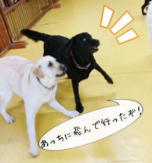 ボール争奪戦!!_f0357682_11593605.jpg