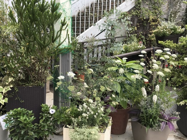 続渋谷東急本店屋上の花園 青山ぱせり日記 続渋谷東急本店屋上の花園 青山ぱせり日記