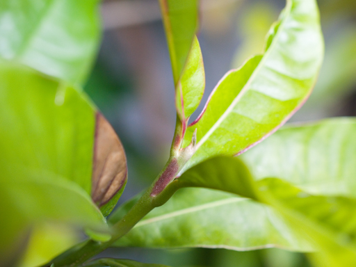 ルクマの木 (Pouteria lucuma)