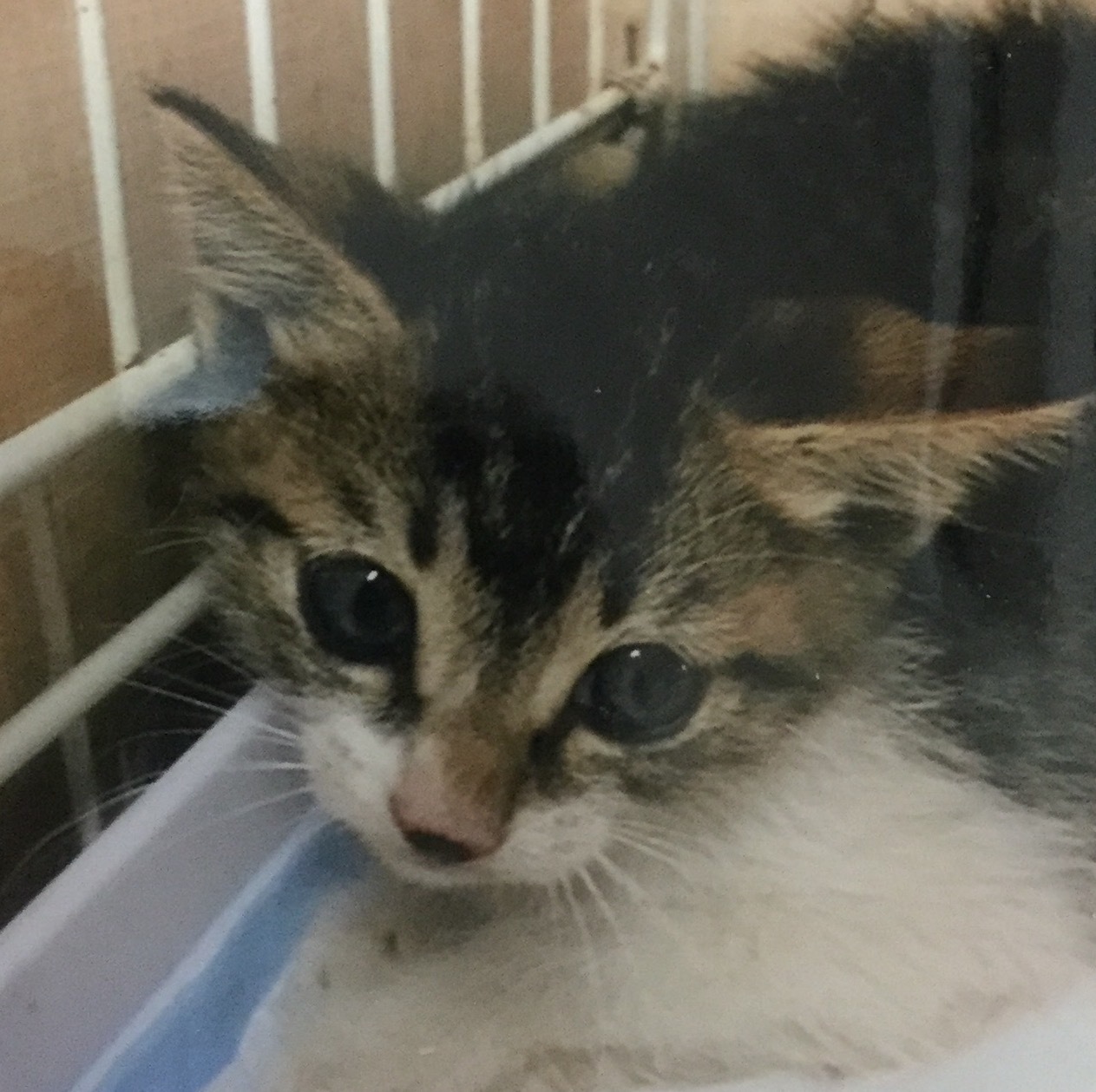 里親募集 表参道の三兄妹です 2ヶ月 猫と一緒に 里親募集 表参道の三兄妹です 2ヶ月 猫と一緒に
