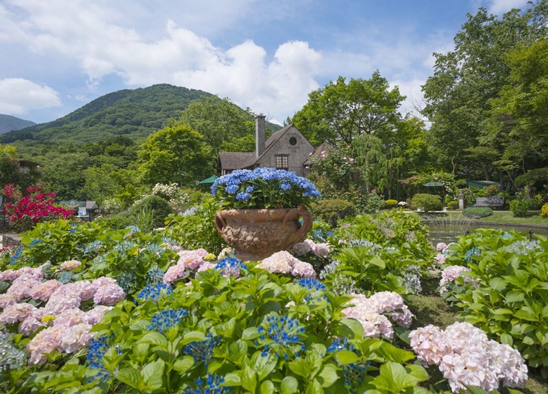 箱根ガラスの森の庭園は紫陽花とバラが満開 エーデルワイスphoto