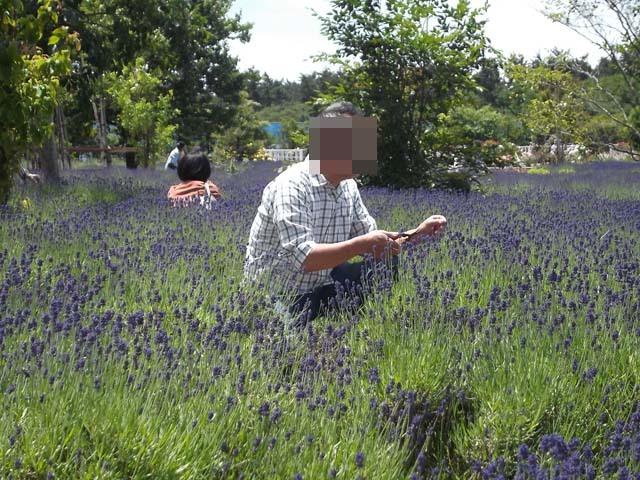 ハーブワールドakita ラベンダーがきれい 小町の日々の暮らし