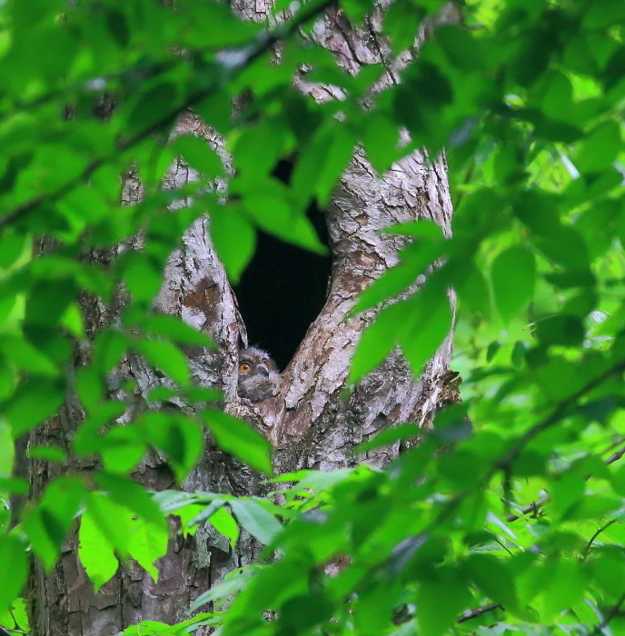 オオコノハズク観察④：キョロキョロ２０１８_c0319902_14404449.jpg