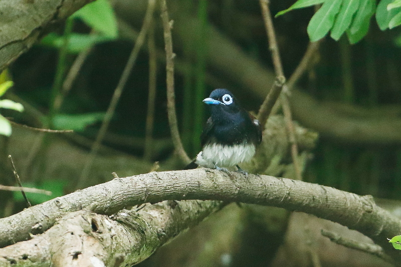 サンコウチョウとカワセミ_e0365802_19352562.jpg