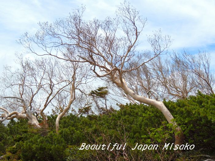 樹々の雄たけび～･ﾟ☆､･：`☆･･ﾟ･ﾟ☆。。 - Beautiful Japan 絵空事