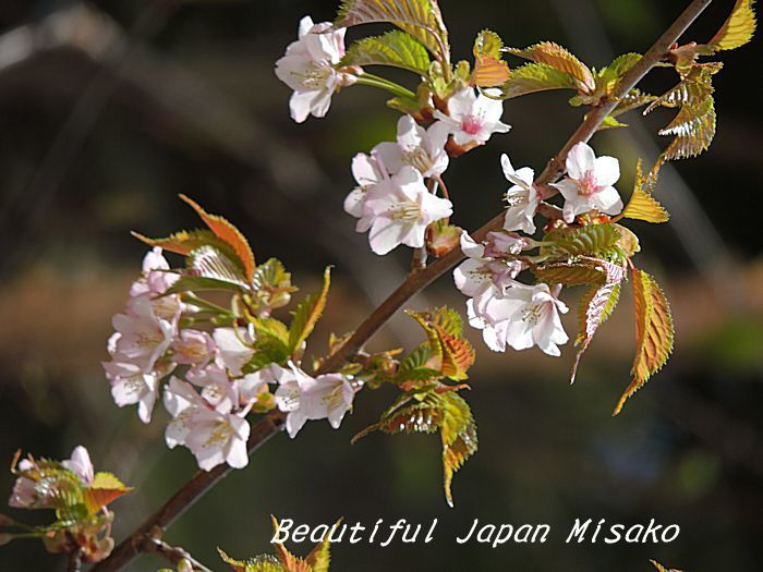 乗鞍へ登れば・・・まだそこは春･ﾟ☆､･：`☆･･ﾟ･ﾟ☆。。 - Beautiful Japan 絵空事