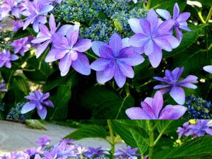 b0352112_21445250.gif