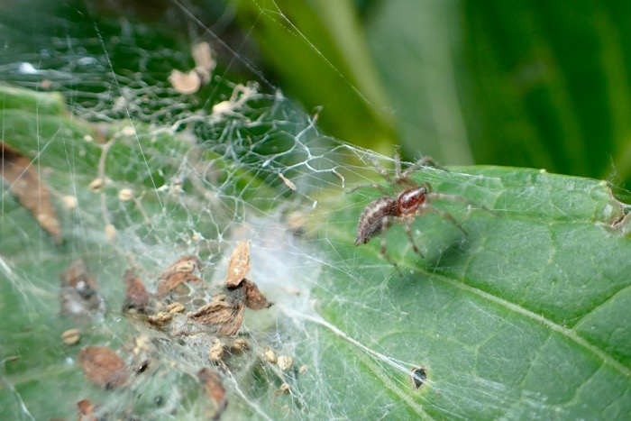 葉の上の汚い蜘蛛の巣 仔クサグモ 仔コクサグモ 草蜘蛛 世話要らずの庭