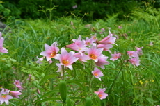 c0189218_08102687.jpg