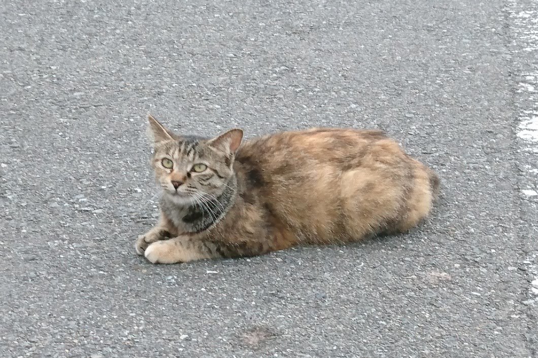 「城ヶ島のニャンコさん③」_d0372528_20115852.jpg