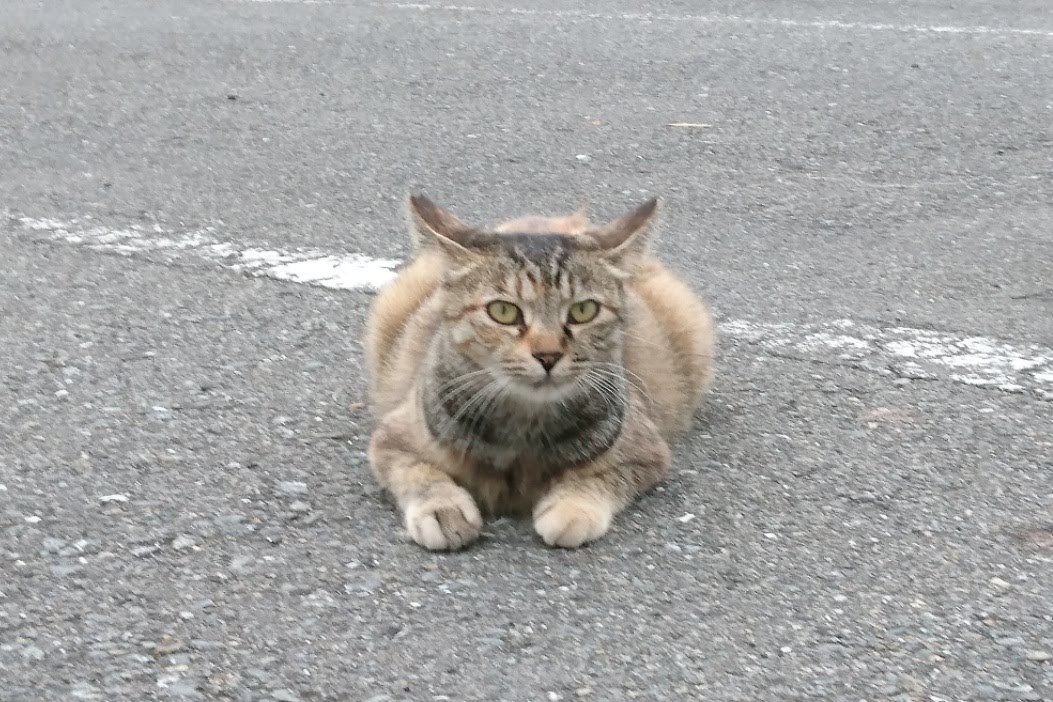 「城ヶ島のニャンコさん③」_d0372528_20295451.jpg