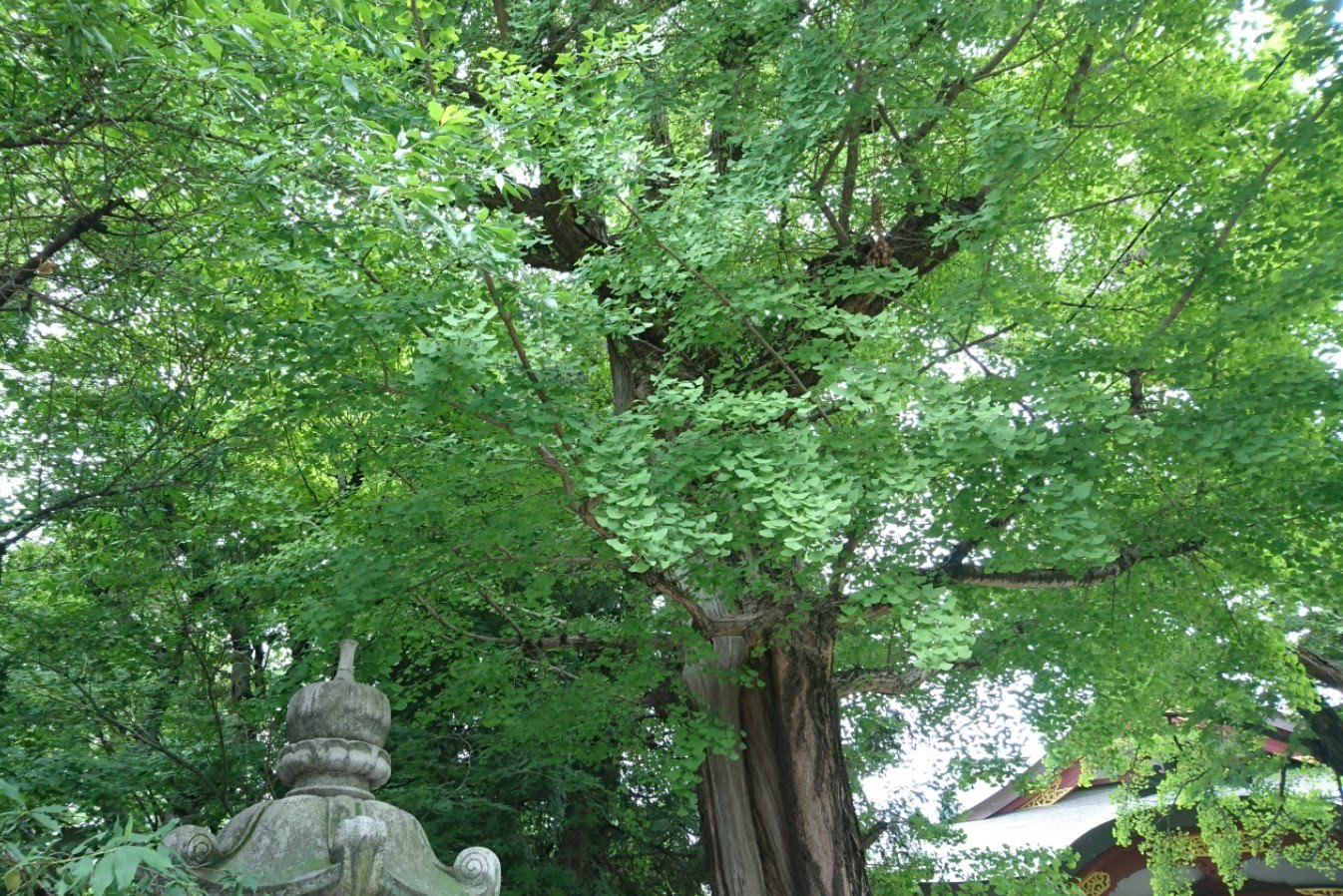 「すさのお神社の茅の輪くぐり」_d0372528_23580463.jpg