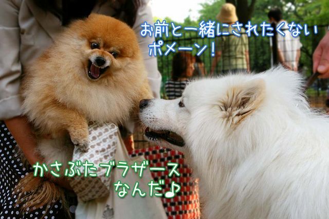 夢の再会 : サモエド クローカのお気楽日記 夢の再会 : サモエド クローカのお気楽日記