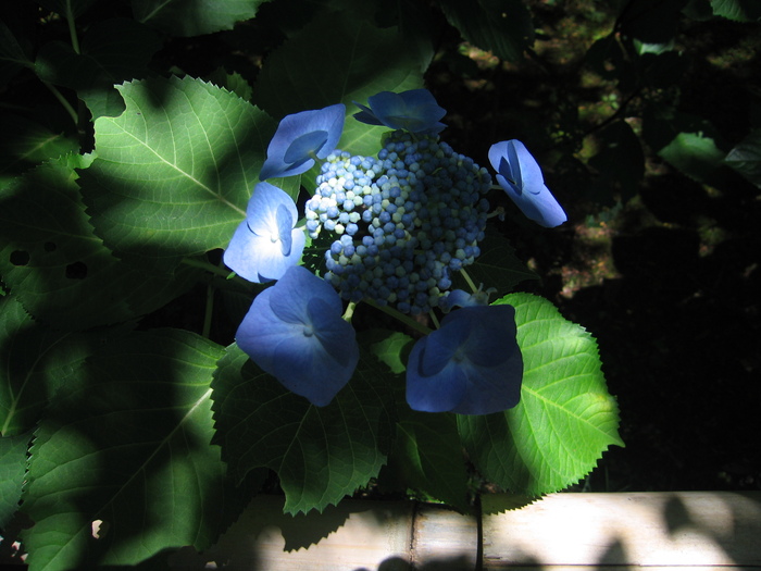 2018. 大阪 ikeda 伏尾　久安寺　(紫陽花)_a0068035_22363629.jpg