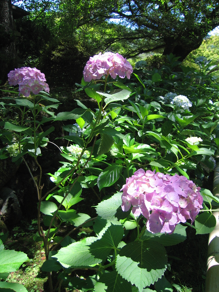 2018. 大阪 ikeda 伏尾　久安寺　(紫陽花)_a0068035_22462052.jpg