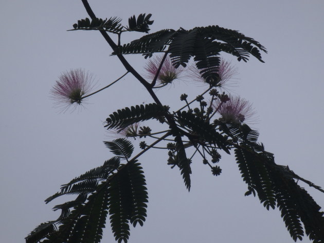 a0054240_21395384.jpg