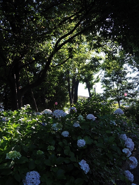 御裳神社のアジサイ_f0288049_19452694.jpg