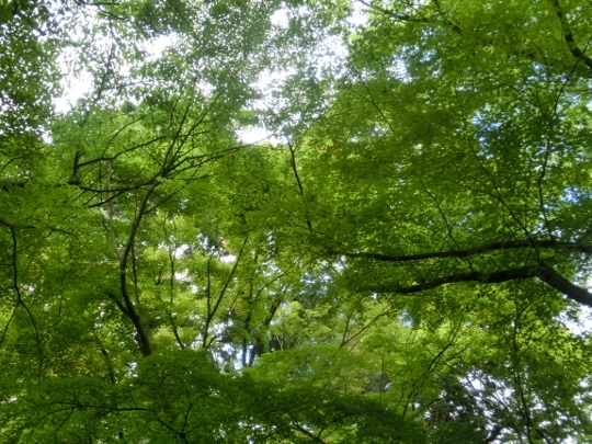 c0328559_16382424.jpg