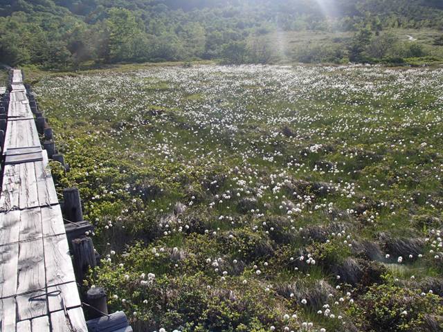 2018.6.14 吾妻浄土平と谷地平のワタスゲ_a0344771_20402965.jpg