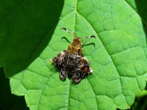 梅雨時の 蛾 モモブトスカシバ 蝶 チョウ ゆっくり歩き 千蟲譜物語