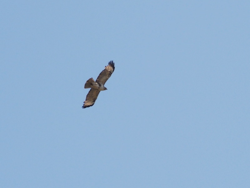 f0372177_14042020.jpg