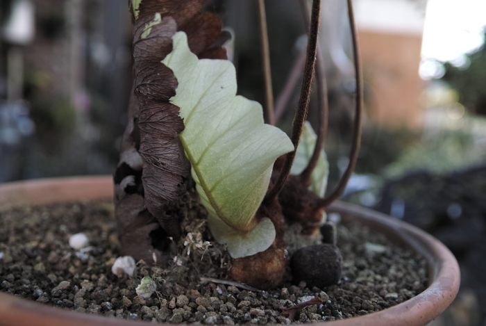 Drynaria sp. \"AKONOLINGA\"_a0194582_18093279.jpg