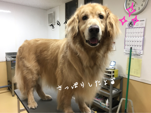 トリミングブログ_f0357682_12460488.jpg