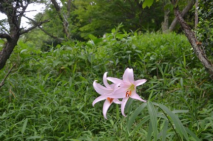 ニ上山　山で出会うササユリ_c0229483_1324934.jpg