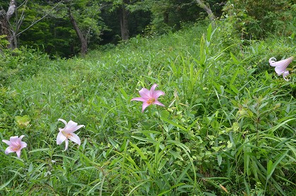 ニ上山　山で出会うササユリ_c0229483_133649.jpg