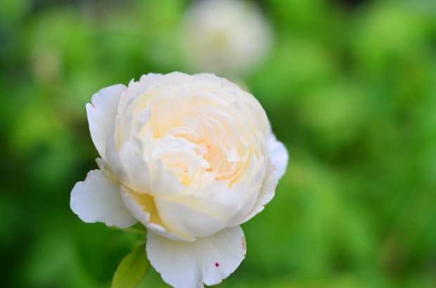 今年の薔薇 ②　　My Rose Garden 2018 2_d0025294_14100286.jpg